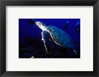 Framed Loggerhead Turtle, Dominica, Caribbean