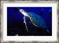 Framed Loggerhead Turtle, Dominica, Caribbean