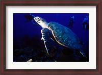 Framed Loggerhead Turtle, Dominica, Caribbean