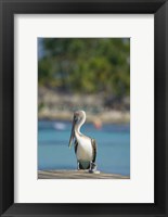 Framed Dominican Republic, Bayahibe, Pelican bird