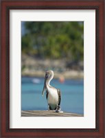 Framed Dominican Republic, Bayahibe, Pelican bird