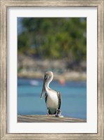 Framed Dominican Republic, Bayahibe, Pelican bird