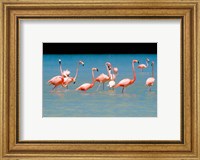 Framed Tropical Bird, Flamingos, Barahona, Dominican Republic