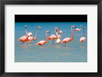 Framed Tropical Bird, Flamingos, Barahona, Dominican Republic
