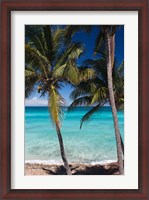 Framed Cuba, Matanzas Province, Varadero, Varadero Beach palms