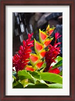 Framed Dominica, Roseau, heliconia, red ginger flowers
