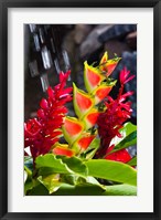 Framed Dominica, Roseau, heliconia, red ginger flowers