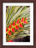 Framed Dominica, Roseau, tropical heliconia flower