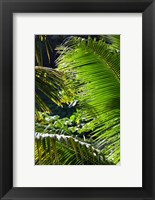 Framed Dominica, Roseau, Vegetation, rainforest