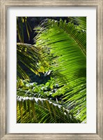 Framed Dominica, Roseau, Vegetation, rainforest