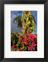 Framed Bougainvillea flora, Bavaro, Higuey, Punta Cana, Dominican Republic