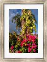 Framed Bougainvillea flora, Bavaro, Higuey, Punta Cana, Dominican Republic