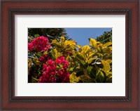 Framed Bougainvillea flowers, Bavaro, Higuey, Punta Cana, Dominican Republic