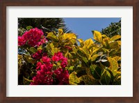 Framed Bougainvillea flowers, Bavaro, Higuey, Punta Cana, Dominican Republic