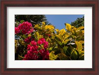 Framed Bougainvillea flowers, Bavaro, Higuey, Punta Cana, Dominican Republic