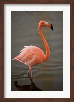 Framed Flamingo, Tropical bird, Dominican Republic