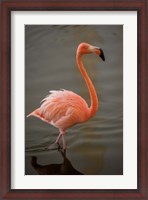 Framed Flamingo, Tropical bird, Dominican Republic