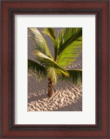 Framed Palm tree, Bavaro Beach, Higuey, Punta Cana, Dominican Republic