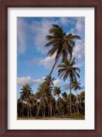 Framed Palm Trees, Bavaro, Higuey, Punta Cana, Dominican Republic