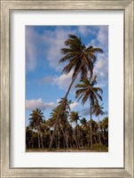 Framed Palm Trees, Bavaro, Higuey, Punta Cana, Dominican Republic