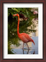 Framed Pink flamingo, Bavaro, Higuey, Punta Cana, Dominican Republic