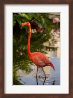 Framed Pink flamingo, Bavaro, Higuey, Punta Cana, Dominican Republic