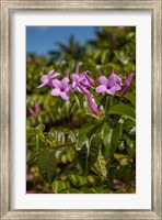Framed Tropical purple flowers, Bavaro, Higuey, Punta Cana, Dominican Republic