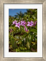 Framed Tropical purple flowers, Bavaro, Higuey, Punta Cana, Dominican Republic