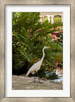 Framed White Egret tropical bird, Bavaro, Higuey, Punta Cana, Dominican Republic