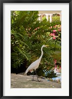 Framed White Egret tropical bird, Bavaro, Higuey, Punta Cana, Dominican Republic