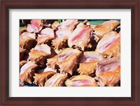Framed Conch Shells, St Georges, Grenada, Caribbean