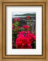 Framed Flowering Bougainvillea & Ruins, Chateau Dubuc, Martinique, French Antilles, West Indies