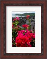 Framed Flowering Bougainvillea & Ruins, Chateau Dubuc, Martinique, French Antilles, West Indies