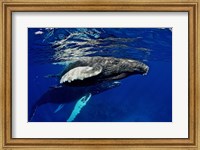 Framed Humpback whale calf, Silver Bank, Domincan Republic