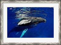 Framed Humpback whale calf, Silver Bank, Domincan Republic