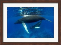 Framed Humpback whale mother and calf, Silver Bank, Domincan Republic