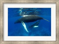 Framed Humpback whale mother and calf, Silver Bank, Domincan Republic