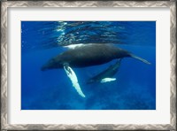 Framed Humpback whale mother and calf, Silver Bank, Domincan Republic