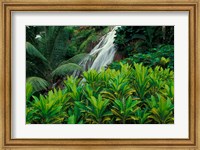 Framed Shaw Park Gardens, Jamaica, Caribbean