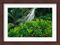 Framed Shaw Park Gardens, Jamaica, Caribbean