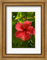 Framed Dominican Republic, Bavaro, Hibiscus flower