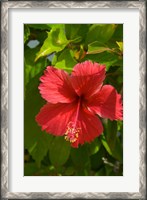 Framed Dominican Republic, Bavaro, Hibiscus flower