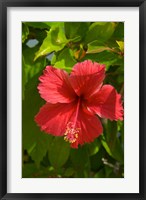 Framed Dominican Republic, Bavaro, Hibiscus flower