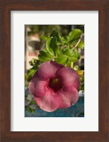 Framed Dominican Republic, Punta Cana, Allamanda flower - pink