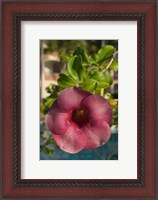 Framed Dominican Republic, Punta Cana, Allamanda flower - pink