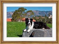 Framed Border Collie dog