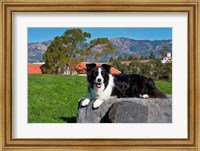 Framed Border Collie dog