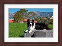 Framed Border Collie dog