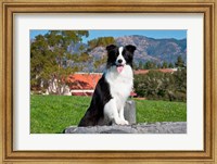 Framed Border Collie dog sitting