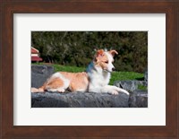 Framed Border Collie puppy dog lying